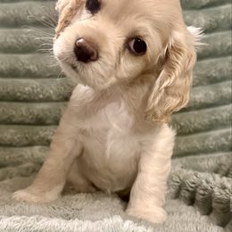 Lark - Cream female Cocker Spaniel puppy in Sumter, South Carolina from Cocker Eclipse In Home Kennel