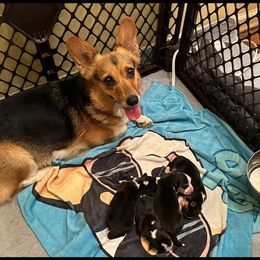Sally - Pembroke Welsh Corgi