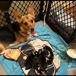 Sally - Pembroke Welsh Corgi