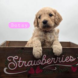 Betsy - Apricot female Goldendoodle puppy in Neillsville, Wisconsin from Granton Creek