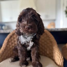 Banyan (light green) - Brown and white male Cockapoo puppy in West Haven, Utah from Harper Haven Doodles
