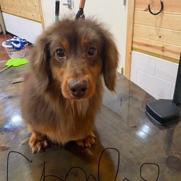 Charlie - Dachshund
