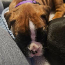 PURPLE COLLAR- ATHENA - Fawn female Boxer puppy in Gloucester, Virginia from Keen Boxers