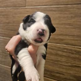 Girl 5 - Black and white female Border Collie puppy in Caledonia, Michigan from Magnolia Acres