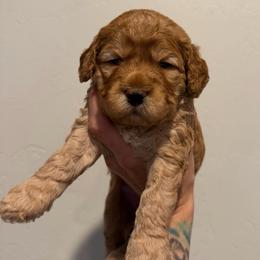 Cedar - Red female Cockapoo puppy in Fortuna, California from Dalton Poodles and Doodles