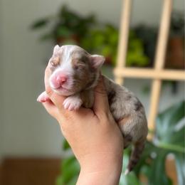 Reggae - Red merle male Toy Australian Shepherd puppy in Quincy, Michigan from Ivy Meadows and Friends