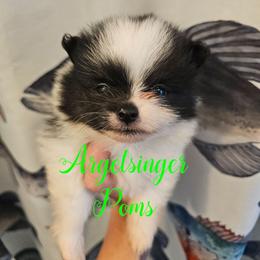 Sonya - Black and tan parti female Pomeranian puppy in Indianola, Iowa from Argetsinger Poms