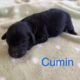 Cumin - male Cavapoochon puppy in North Lawrence, Ohio from Liberty Pups