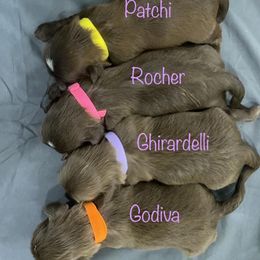 Shih Tzu All Grown Up from Hjo’s Pupdates