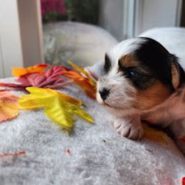 Biewer Terrier and Yorkshire Terrier Puppies from 1.StarDreamPups