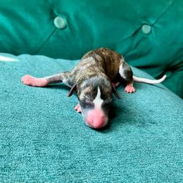 Bambi - Fawn brindle female Whippet puppy in Clinton, Tennessee from Ivanhoe Borzoi