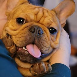 Bulldog and French Bulldog Puppies from Eclipse Bulldogs