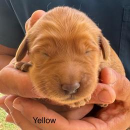 Han Solo - Apricot male Goldendoodle puppy in Golden, Colorado from Golden Mesa Doodles