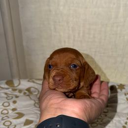Sandy - Red female Dachshund puppy in Nuevo, California from Weenie Hut Jrs