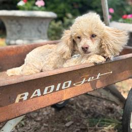Rolls Royce - Cream male Poodle puppy in Taylorsville, North Carolina from SilverLining highlands and hounds