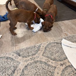 Irish Terrier Puppies from Kimerik Irish Terriers