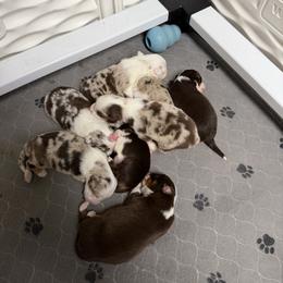 Miniature American Shepherd puppies from Iron Spirit Homestead & Aussies