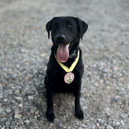 Lily - Labrador Retriever