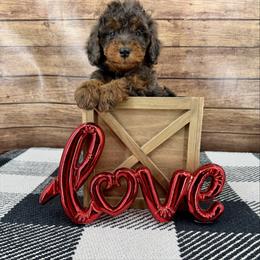 Marshall - Blue merle male Bernedoodle puppy in Beresford, South Dakota from DAKOTA DOOD RANCH