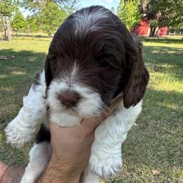 Girl 1 - Liver and white female Springerdoodle puppy in Reddick, Florida from Cooper’s Mini Doodles