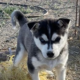 Siberian Huskies from Utah Atwood Huskies