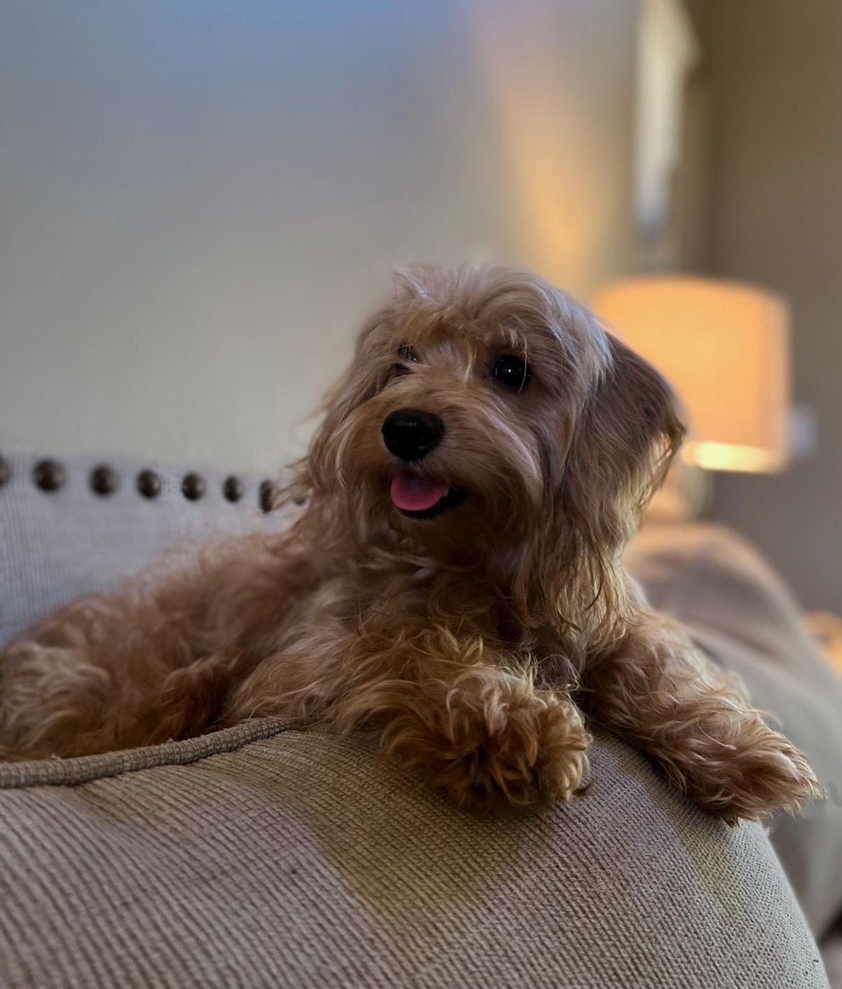 Delaney  - Goldendoodle