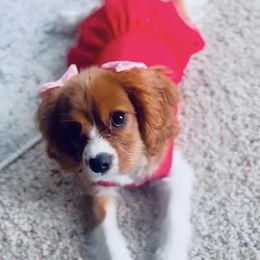 Cavalier King Charles Spaniel Puppies from Cassie’s Cavaliers