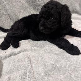 Paloma - Black female Bordoodle puppy in Indianapolis, Indiana from Indiana Bordoodles