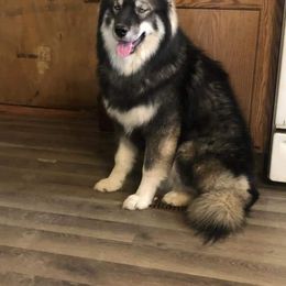 Siberian Husky All Grown Up from Snowangel  Huskies