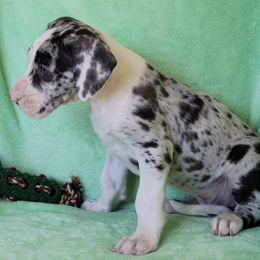 Great Dane Puppies from Boulder View Danes