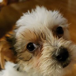 West Highland White Terrier and Yorkshire Terrier Puppies from Debra Burnett