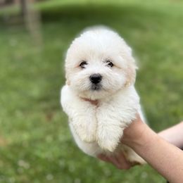 Coton de Tulear and Golden Retriever Puppies from Four Lochs LLC