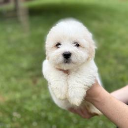 Coton de Tulear and Golden Retriever Puppies from Four Lochs LLC