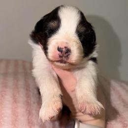 Fern - Black tri-color female Australian Shepherd puppy in Anniston, Alabama from All Hale Aussies