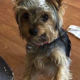Yorkshire Terrier All Grown Up from Chris Sale's Yorkshire Terriers