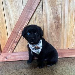 Storm - Black & white male Australian Shepherd puppy in Newton, Mississippi from Bright Star Aussies