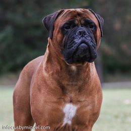 Bullmastiffs from T-Boldt Bullmastiffs