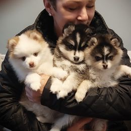 Pomsky Puppies from Blue Water Pomskies