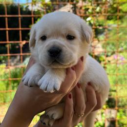 Teddy - Yellow male Labrador Retriever puppy in Auburn, California from Gold Country Chihuahuas