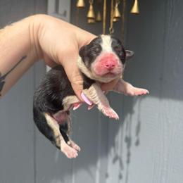 Taz - Black and tan male American Corgi puppy in East Oakdale, California from Rhettro Kennels