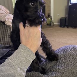 Jojo - Miniature Schnauzer
