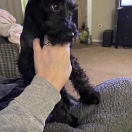 Jojo - Miniature Schnauzer