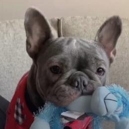 Mia - French Bulldog