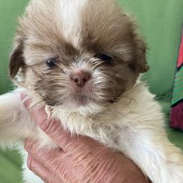 Boy 1 - male Shih Tzu puppy in Troy, Michigan from "Shihtzu Best Friend"