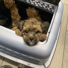 Bernedoodle, Boxer, Goldendoodle, Havapoo, and Poodle Puppies from Lady Paws Puppies