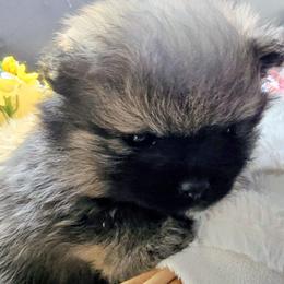 Pomsky Puppies from Amazing High Desert Pomskys