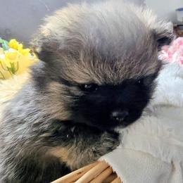 Pomsky Puppies from Amazing High Desert Pomskys