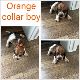 Boy 2 - Brown and white male Basset Hound puppy in Tahlequah, Oklahoma from HNH Hounds