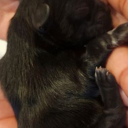 Raine - Brindle female Shih Tzu puppy in Kernersville, North Carolina from SweetTee's Shih Tzus LLC