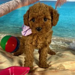 Purple Collar - female Cavapoochon puppy in Waterford, California from Windy Hill Doodles